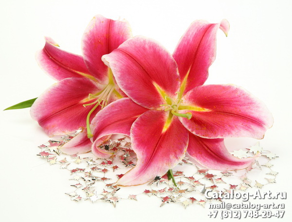 Pink lilies 26